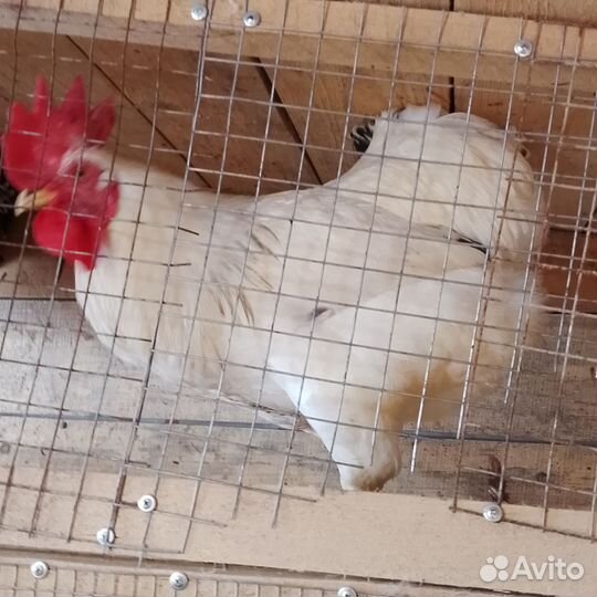 Молодые петухи