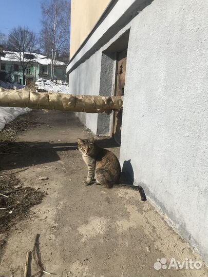 Кошечка ищет дом