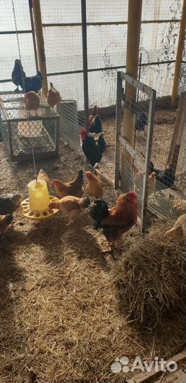 Куры несушки и Петухи домашние
