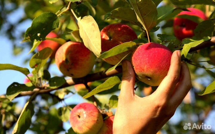 Вахта Сборщик