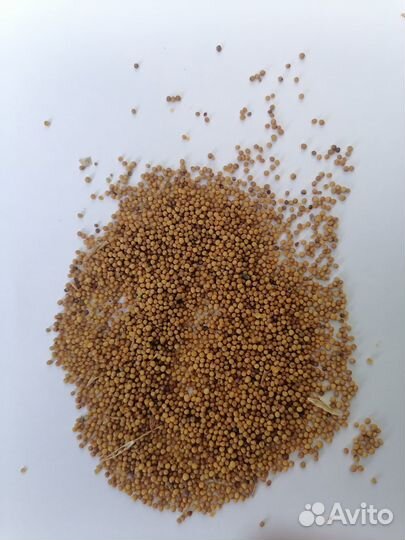 Жёлтая горчица