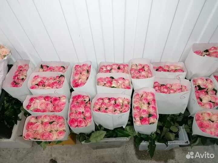 Роза опт любой сорт