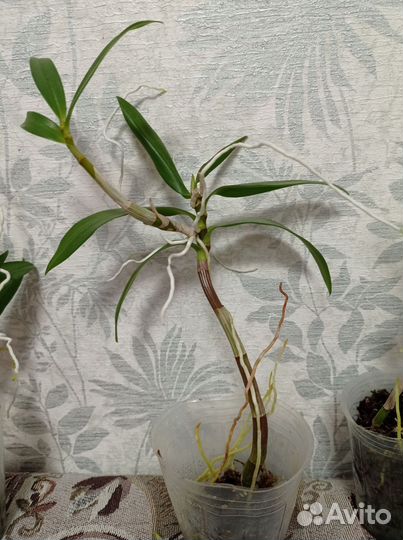 Орхидея дендробиум Кинга