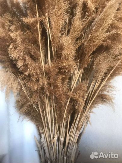 Пампасная трава, камыш