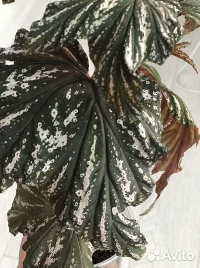 Бегония кейн, Akonitifolia