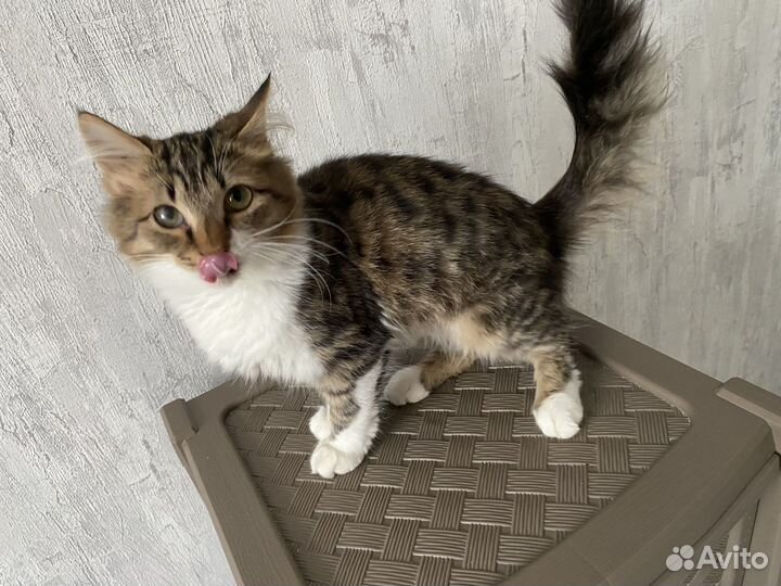 Кот породистый(нет)