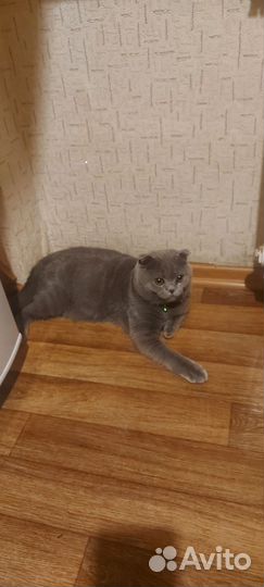 Вислоухий котенок