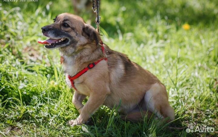 Собаки бесплатно в добрые руки