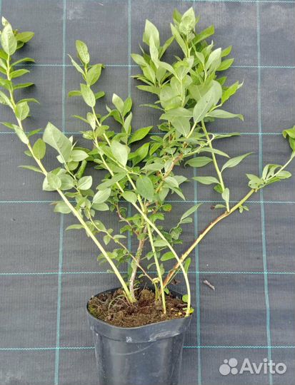 Саженцы голубики Бонус опт/розница