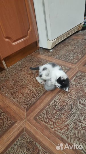 Жорка Отважный