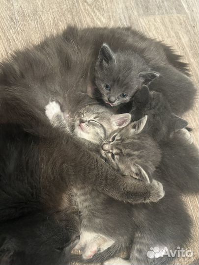 Котята в добрые руки даром мальчики и девочки