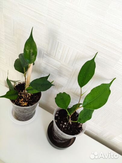 Фикус Бенджамина Даниэль