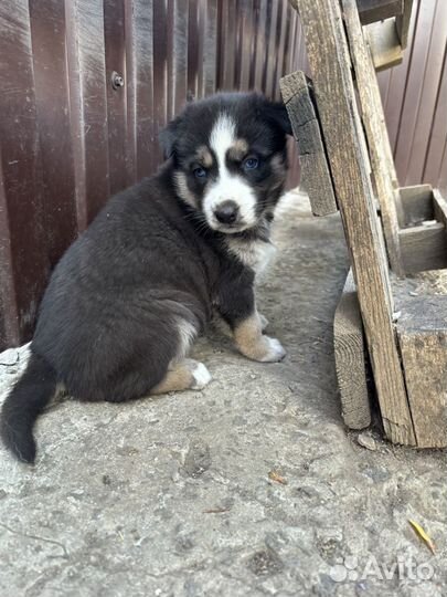 Помесь хаски