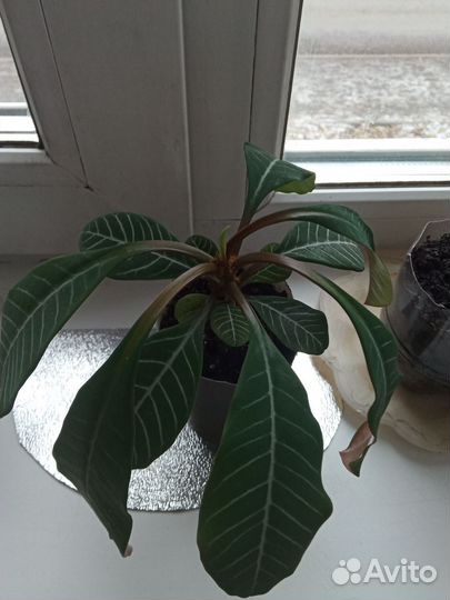 Молочай гребенчатый