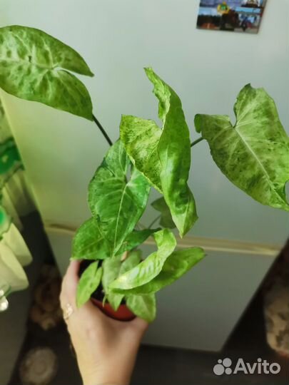 Сингониум Панда,Империал Вайт,Конфетти от 350-400