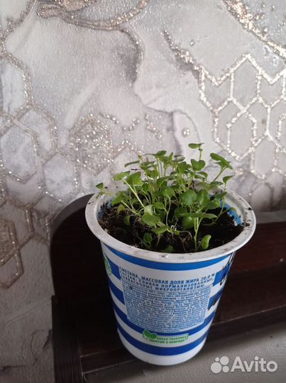 Цветы однолетнии