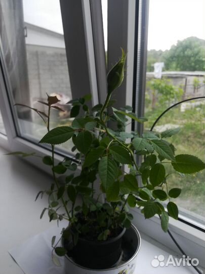 Роза комнатная, виноград