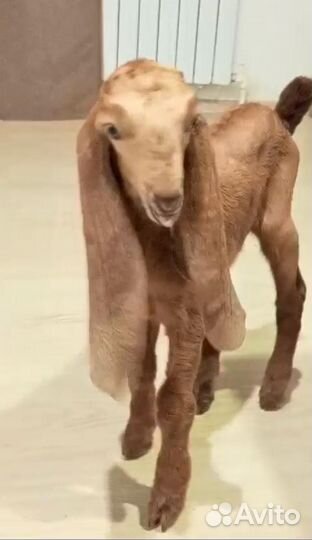 Козлята камори