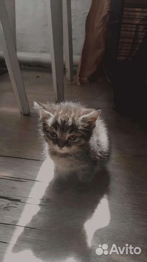 Котята в добрые руки 1 месяц