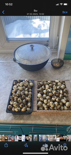 Яйцо перепелов