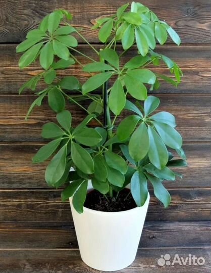 Шефлера комнатный цветок