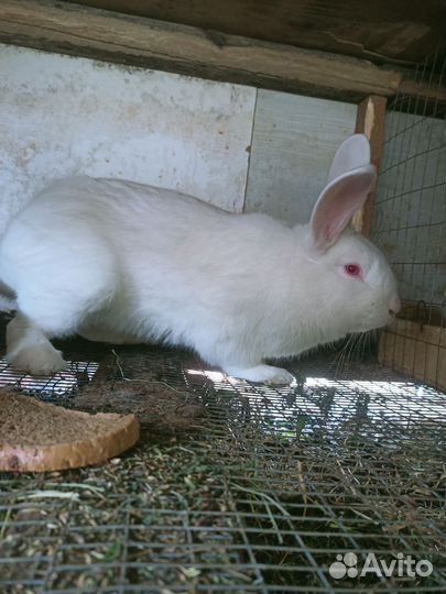 Кролики белый паннон