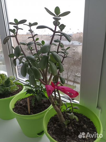 Денежное дерево толстянка