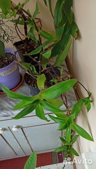 Золотой Ус - Каллизия душистая,цветущая