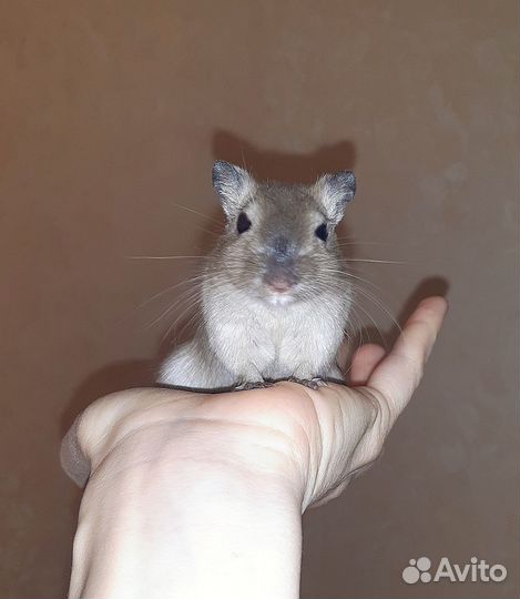 Монгольская песчанка