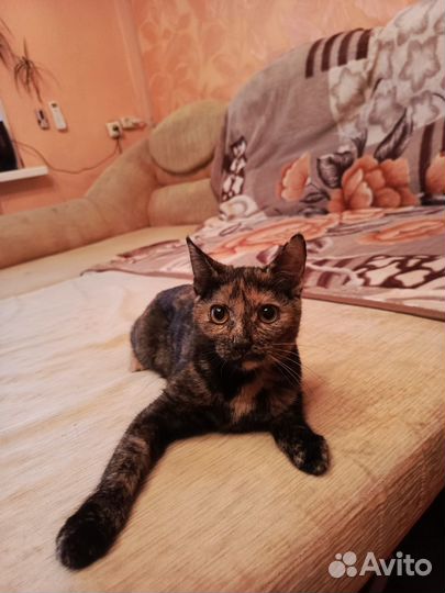Кошка