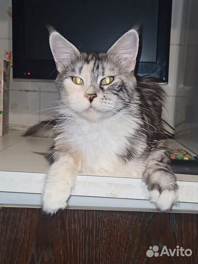 Котята мейн-кун