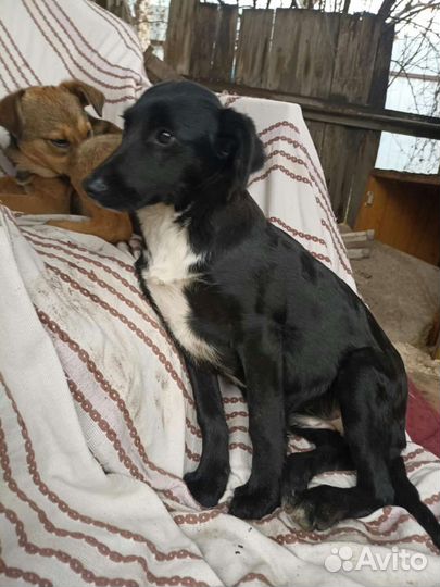 Девочка 7 мес стерилизована доставка