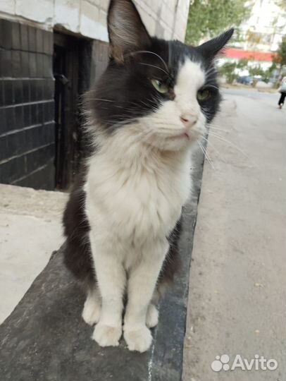 Кот добряк в добрые руки