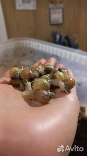 Улитки ахатины