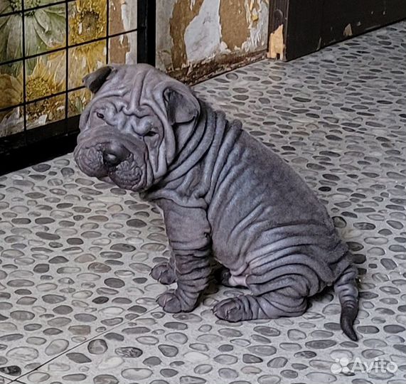 Шарпей девочка