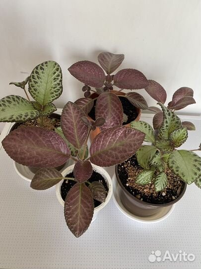 Эписции сортовые