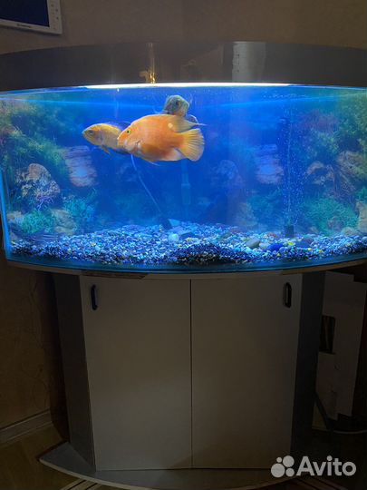 Аквариум с рыбками и полкой