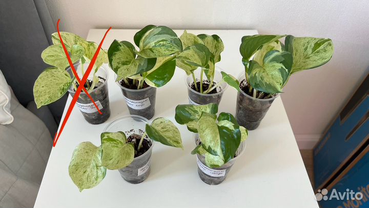 Эпипремнумы