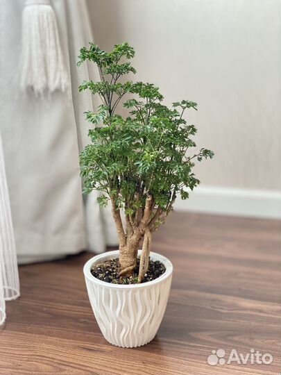 Комнатные растения цветы большие