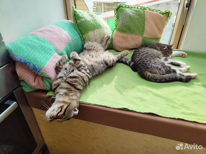 Рисилсь ктята от наших кошек ролились 12.10.23