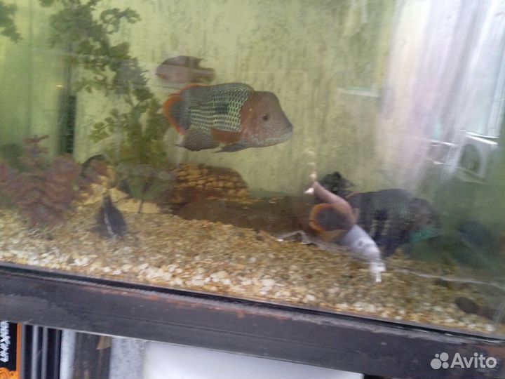 Рыбки цихлиды