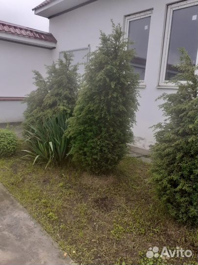 Продажа туи