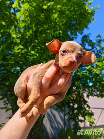 Той терьер (стандарт)