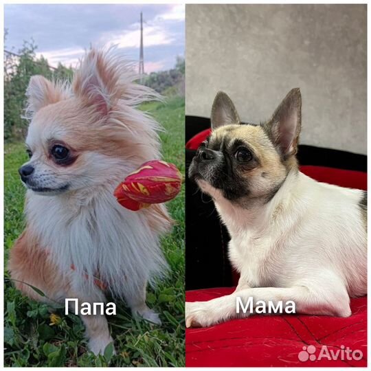 Мальчишка Чихуахуа длинношерстный