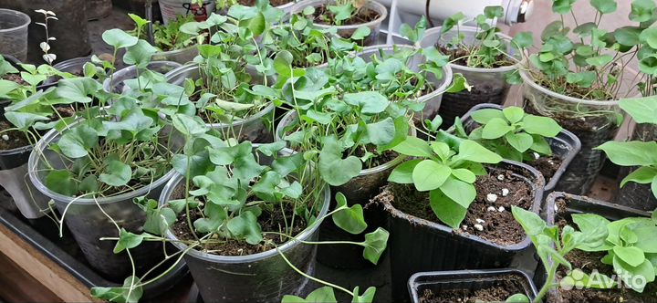 Дихондра зеленая ампельное растение