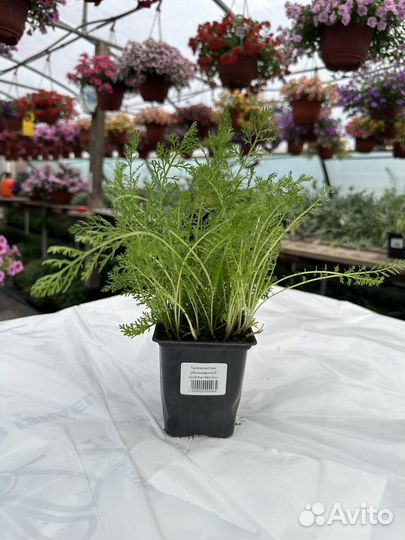 Многолетние цветы оптом