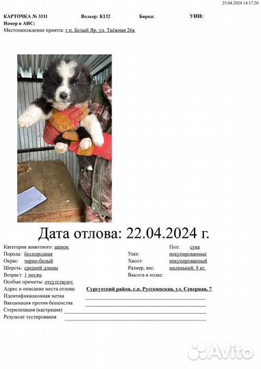 Маленькие щеночки