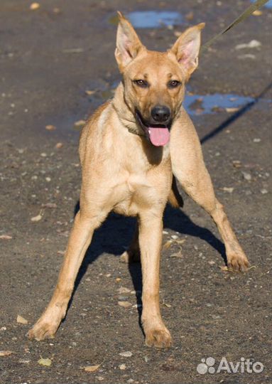 Возьми собаку из приюта