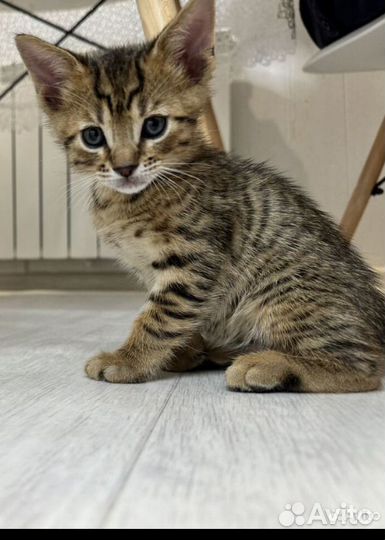 Бенгальская абесиец