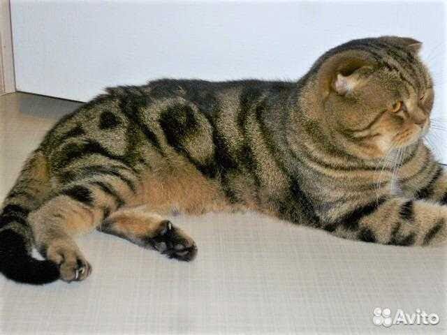 Вислоухий кот приглашает на вязку